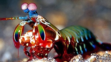 Fracción del especto.