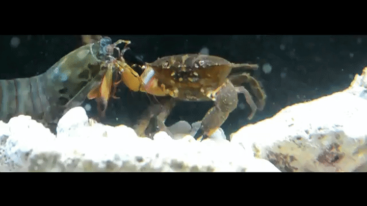 Fracción del especto.